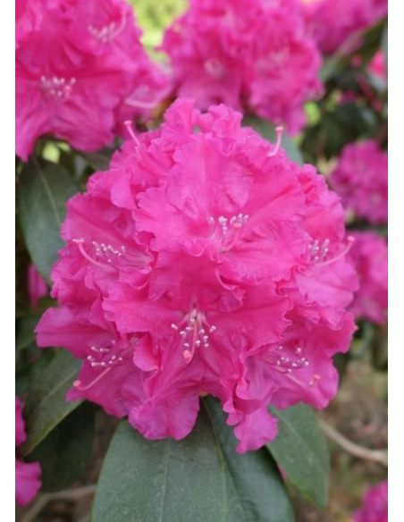 'Lipnice' - różanecznik wielkokwiatowy
Rhododendron hybridum 'Lipnice'
