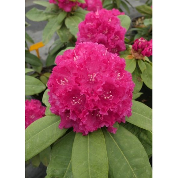 'Lipnice' - różanecznik wielkokwiatowy
Rhododendron hybridum 'Lipnice'