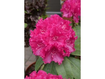 'Lipnice' - różanecznik wielkokwiatowy
Rhododendron hybridum 'Lipnice'