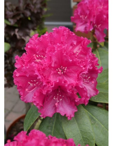 'Lipnice' - różanecznik wielkokwiatowy
Rhododendron hybridum 'Lipnice'