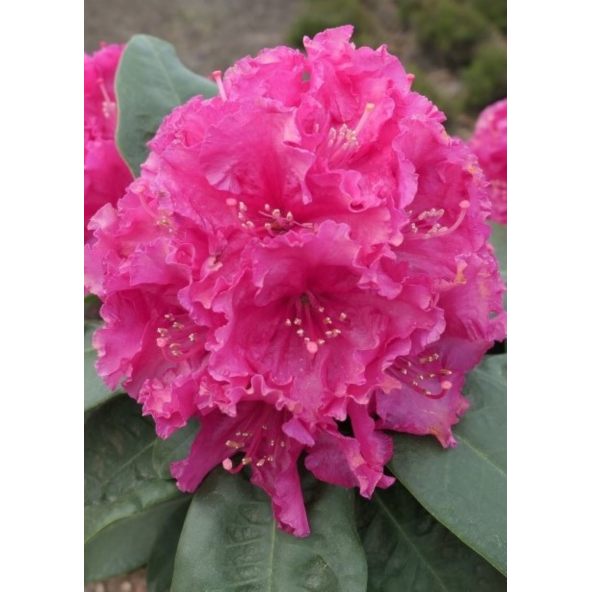 'Lipnice' - różanecznik wielkokwiatowy
Rhododendron hybridum 'Lipnice'