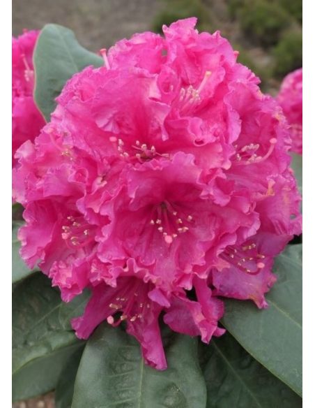 'Lipnice' - różanecznik wielkokwiatowy
Rhododendron hybridum 'Lipnice'