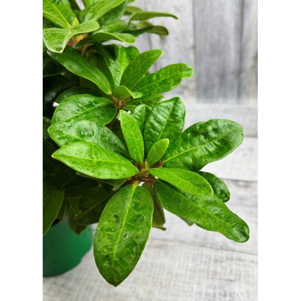 'Lipnice' - różanecznik wielkokwiatowy
Rhododendron hybridum 'Lipnice'