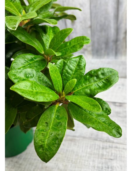 'Lipnice' - różanecznik wielkokwiatowy
Rhododendron hybridum 'Lipnice'