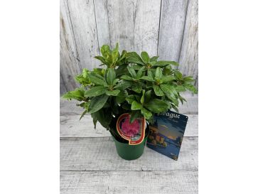 'Lipnice' - różanecznik wielkokwiatowy
Rhododendron hybridum 'Lipnice' 2