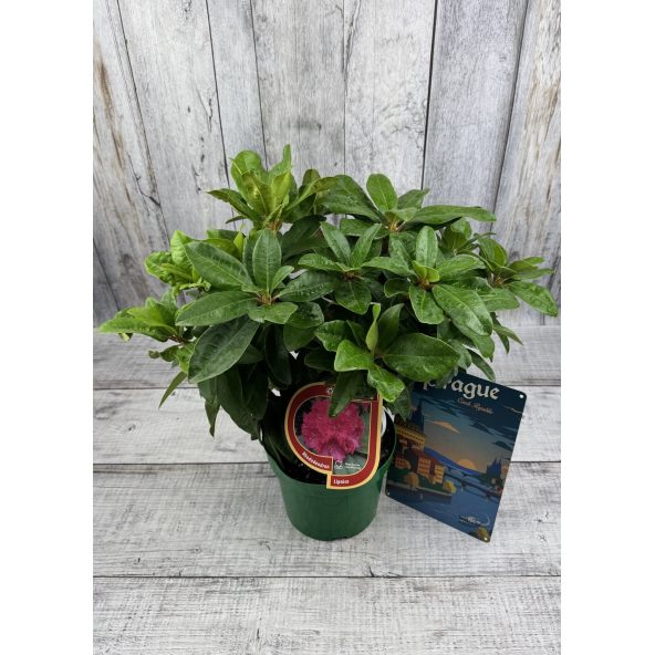 'Lipnice' - różanecznik wielkokwiatowy
Rhododendron hybridum 'Lipnice'