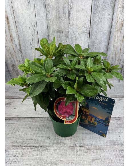 'Lipnice' - różanecznik wielkokwiatowy
Rhododendron hybridum 'Lipnice'