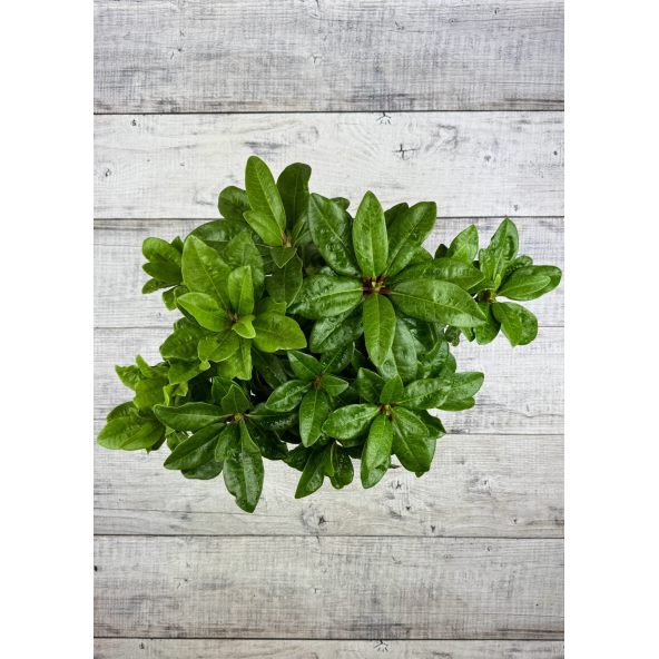 'Lipnice' - różanecznik wielkokwiatowy
Rhododendron hybridum 'Lipnice'