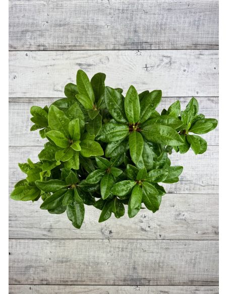 'Lipnice' - różanecznik wielkokwiatowy
Rhododendron hybridum 'Lipnice'