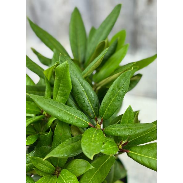 'Lovoš' - różanecznik wielkokwiatowy
Rhododendron hybridum 'Lovoš'