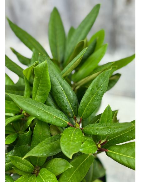 'Lovoš' - różanecznik wielkokwiatowy
Rhododendron hybridum 'Lovoš' 'Lovoš' - różanecznik wielkokwiatowy
Rhododendron hybridum 'Lovoš'