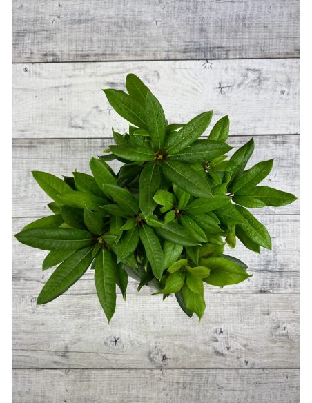 'Lovoš' - różanecznik wielkokwiatowy
Rhododendron hybridum 'Lovoš' 'Lovoš' - różanecznik wielkokwiatowy
Rhododendron hybridum 'Lovoš'