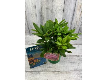 'Lovoš' - różanecznik wielkokwiatowy
Rhododendron hybridum 'Lovoš' 2