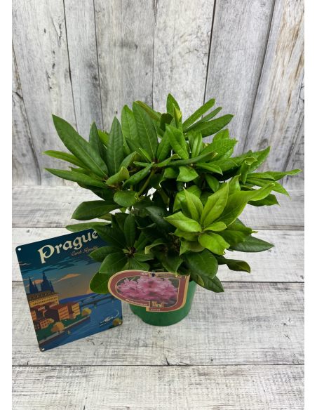'Lovoš' - różanecznik wielkokwiatowy
Rhododendron hybridum 'Lovoš' 'Lovoš' - różanecznik wielkokwiatowy
Rhododendron hybridum 'Lovoš'
