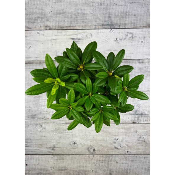 'Praděd' - różanecznik wielkokwiatowy
Rhododendron hybridum 'Praděd'