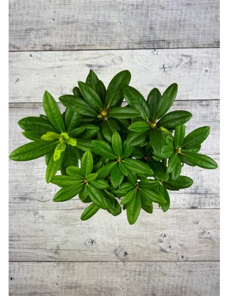 'Praděd' - różanecznik wielkokwiatowy
Rhododendron hybridum 'Praděd'