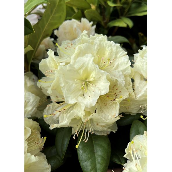 'Praděd' - różanecznik wielkokwiatowy
Rhododendron hybridum 'Praděd'