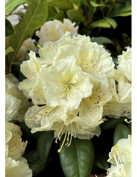 'Praděd' - różanecznik wielkokwiatowy
Rhododendron hybridum 'Praděd'