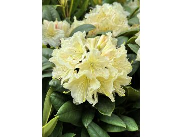 'Praděd' - różanecznik wielkokwiatowy
Rhododendron hybridum 'Praděd'
