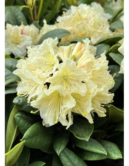 'Praděd' - różanecznik wielkokwiatowy
Rhododendron hybridum 'Praděd'