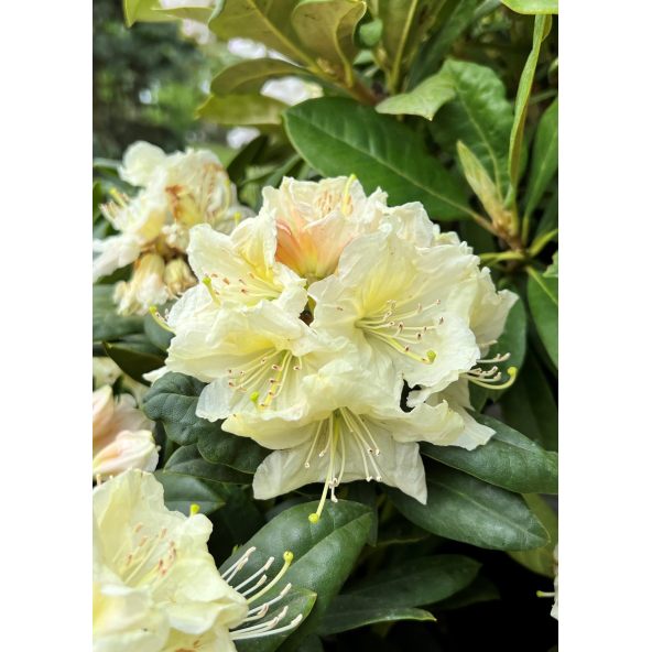 'Praděd' - różanecznik wielkokwiatowy
Rhododendron hybridum 'Praděd'