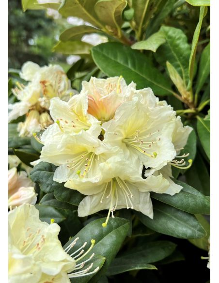 'Praděd' - różanecznik wielkokwiatowy
Rhododendron hybridum 'Praděd'