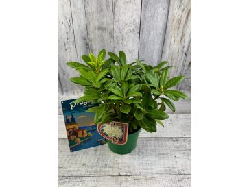 'Praděd' - różanecznik wielkokwiatowy
Rhododendron hybridum 'Praděd' 2