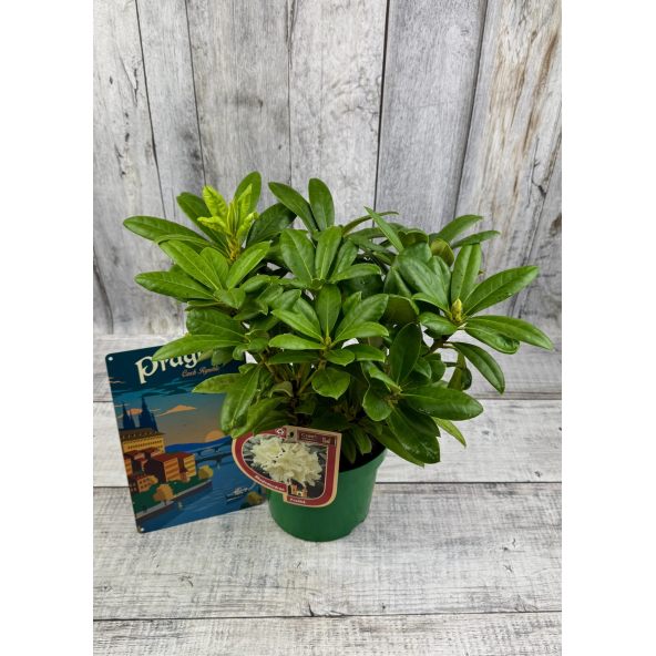 'Praděd' - różanecznik wielkokwiatowy
Rhododendron hybridum 'Praděd'