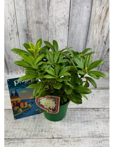 'Praděd' - różanecznik wielkokwiatowy
Rhododendron hybridum 'Praděd'