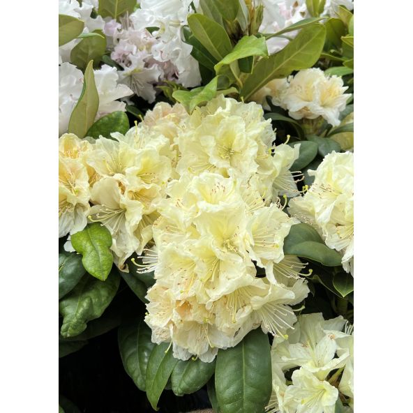 'Praděd' - różanecznik wielkokwiatowy
Rhododendron hybridum 'Praděd'