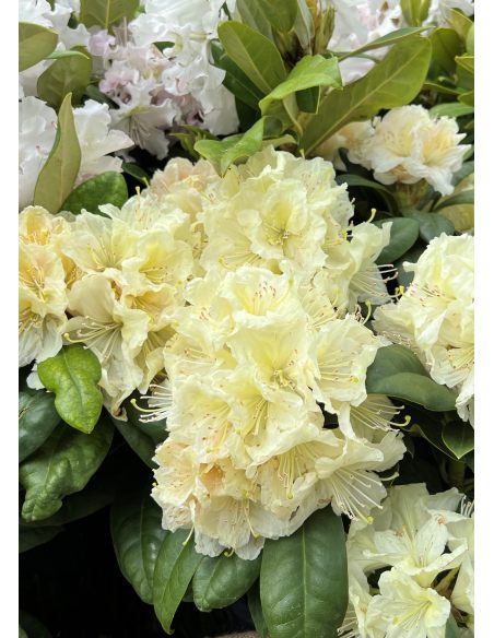 'Praděd' - różanecznik wielkokwiatowy
Rhododendron hybridum 'Praděd'