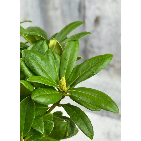 'Praděd' - różanecznik wielkokwiatowy
Rhododendron hybridum 'Praděd'