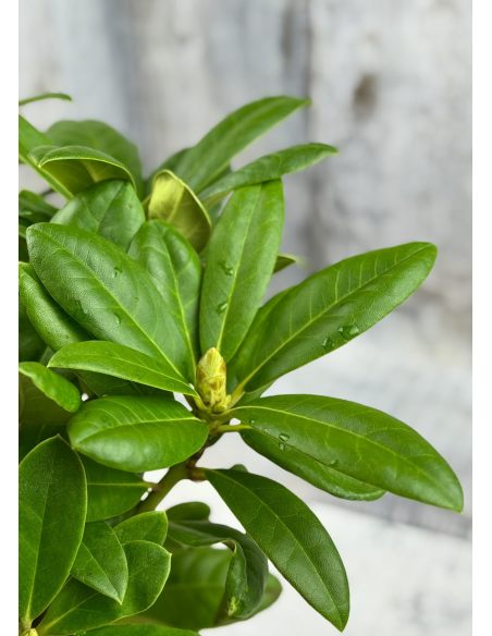 'Praděd' - różanecznik wielkokwiatowy
Rhododendron hybridum 'Praděd'