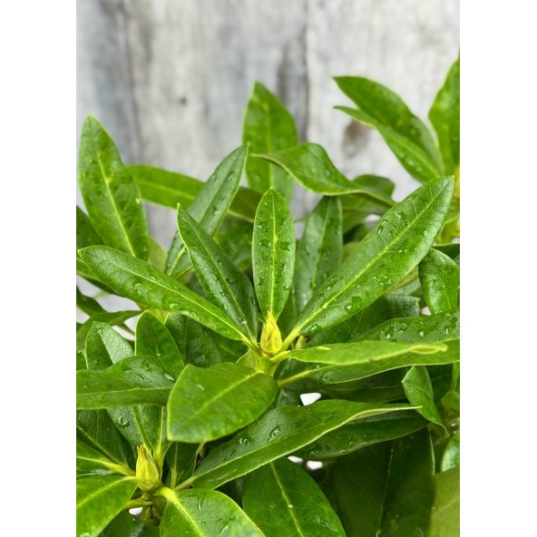 'Ralsko' - różanecznik wielkokwiatowy
Rhododendron fortunei - hybrid 'Ralsko'