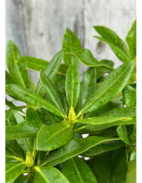 'Ralsko' - różanecznik wielkokwiatowy
Rhododendron fortunei - hybrid 'Ralsko' 'Ralsko' - różanecznik wielkokwiatowy
Rhododendron fortunei - hybrid 'Ralsko'