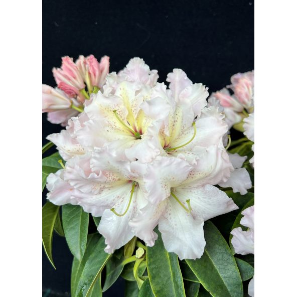 'Ralsko' - różanecznik wielkokwiatowy
Rhododendron fortunei - hybrid 'Ralsko'