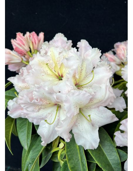 'Ralsko' - różanecznik wielkokwiatowy
Rhododendron fortunei - hybrid 'Ralsko' 'Ralsko' - różanecznik wielkokwiatowy
Rhododendron fortunei - hybrid 'Ralsko'