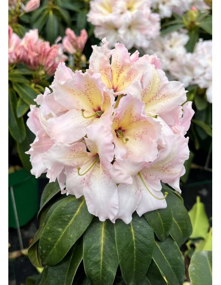 'Ralsko' - różanecznik wielkokwiatowy
Rhododendron fortunei - hybrid 'Ralsko' 'Ralsko' - różanecznik wielkokwiatowy
Rhododendron fortunei - hybrid 'Ralsko'