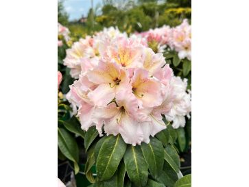 'Ralsko' - różanecznik wielkokwiatowy
Rhododendron fortunei - hybrid 'Ralsko'