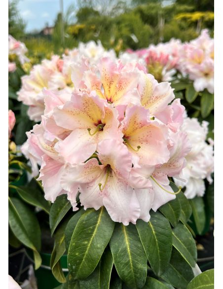 'Ralsko' - różanecznik wielkokwiatowy
Rhododendron fortunei - hybrid 'Ralsko' 'Ralsko' - różanecznik wielkokwiatowy
Rhododendron fortunei - hybrid 'Ralsko'