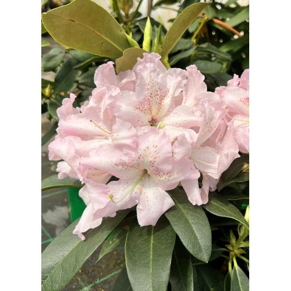 'Ralsko' - różanecznik wielkokwiatowy
Rhododendron fortunei - hybrid 'Ralsko'