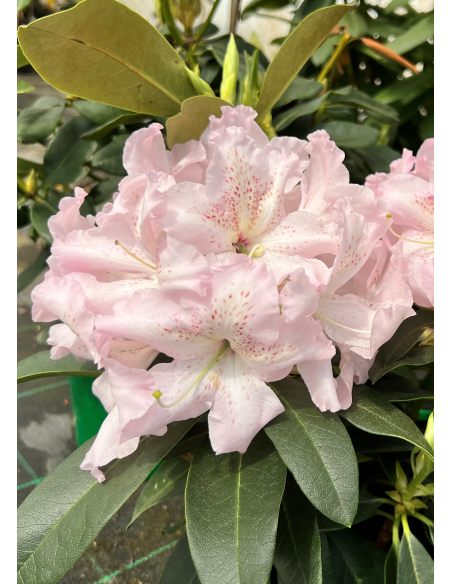 'Ralsko' - różanecznik wielkokwiatowy
Rhododendron fortunei - hybrid 'Ralsko' 'Ralsko' - różanecznik wielkokwiatowy
Rhododendron fortunei - hybrid 'Ralsko'