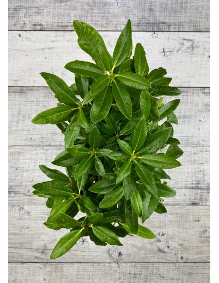 'Ralsko' - różanecznik wielkokwiatowy
Rhododendron fortunei - hybrid 'Ralsko' 'Ralsko' - różanecznik wielkokwiatowy
Rhododendron fortunei - hybrid 'Ralsko'