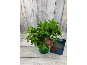 'Ralsko' - różanecznik wielkokwiatowy
Rhododendron fortunei - hybrid 'Ralsko' 2