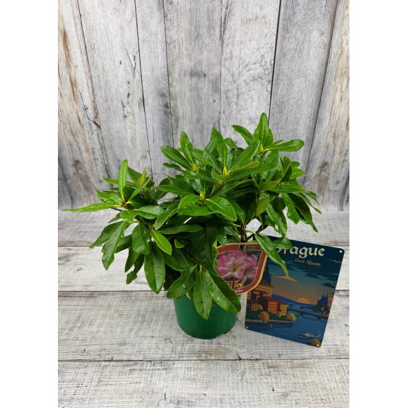 'Ralsko' - różanecznik wielkokwiatowy
Rhododendron fortunei - hybrid 'Ralsko'