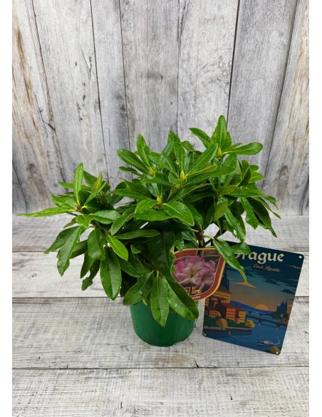 'Ralsko' - różanecznik wielkokwiatowy
Rhododendron fortunei - hybrid 'Ralsko' 'Ralsko' - różanecznik wielkokwiatowy
Rhododendron fortunei - hybrid 'Ralsko'