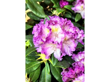 'Střekov' - różanecznik wielkokwiatowy
Rhododendron hybridum 'Střekov'