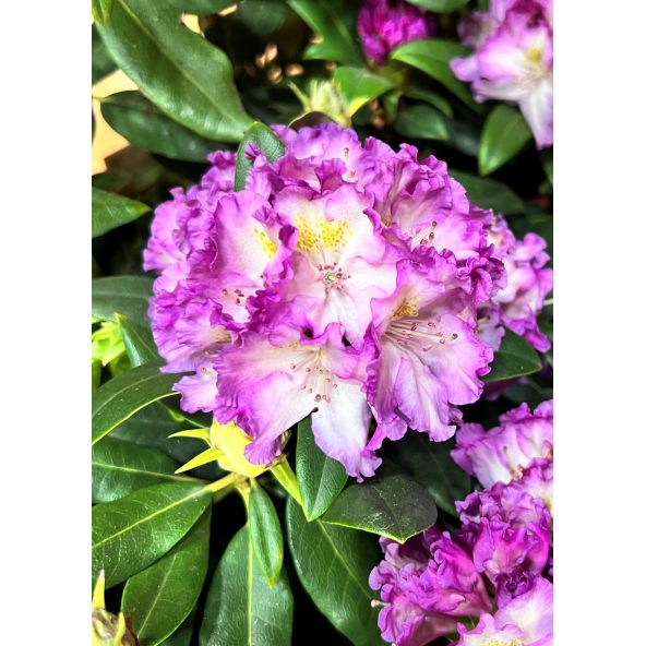 'Střekov' - różanecznik wielkokwiatowy
Rhododendron hybridum 'Střekov'