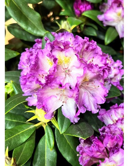 'Střekov' - różanecznik wielkokwiatowy
Rhododendron hybridum 'Střekov'