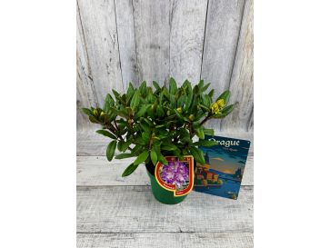 'Střekov' - różanecznik wielkokwiatowy
Rhododendron hybridum 'Střekov' 2